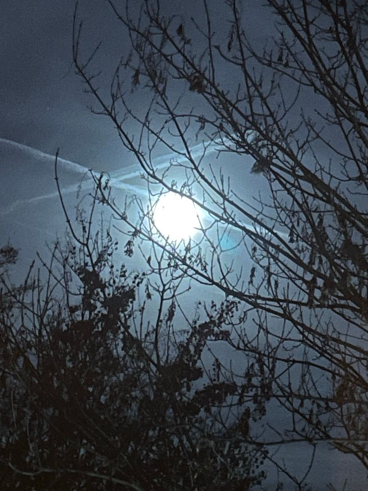 Vollnonf hinter Zweigen