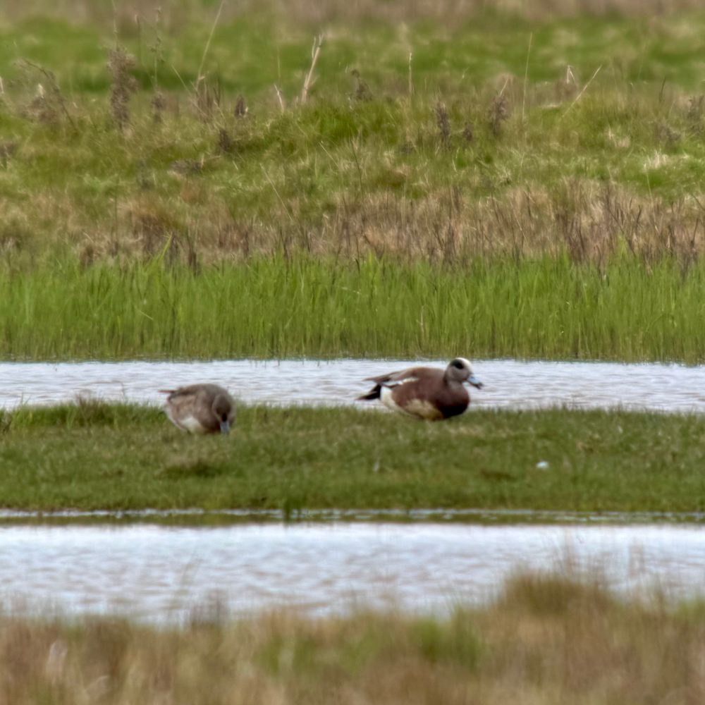 Drake American Wigeon on a grassy bank with a female Eurasian Wigeon to the left