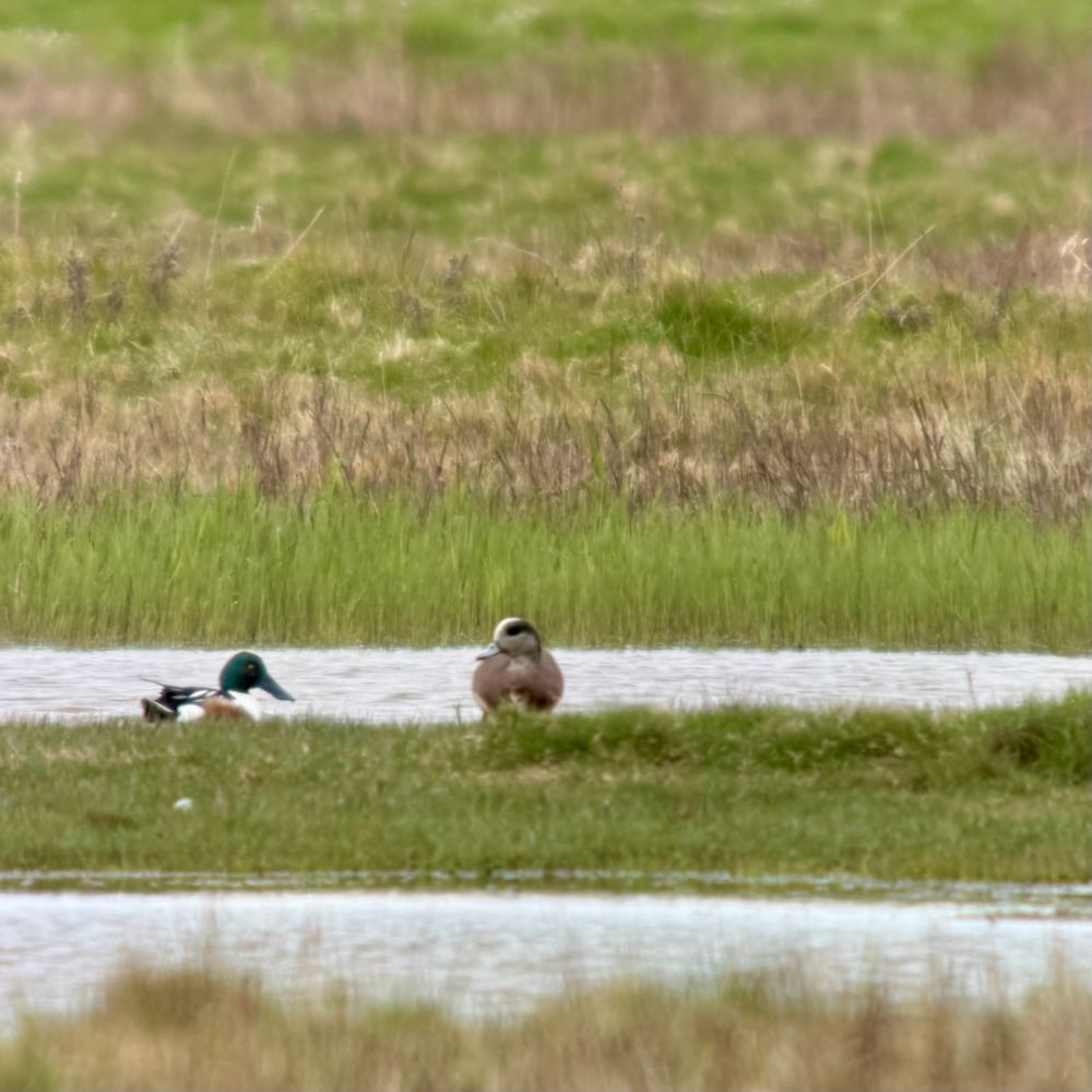 Drake American Wigeon on a grassy bank with a Northern Shoveler to the left
