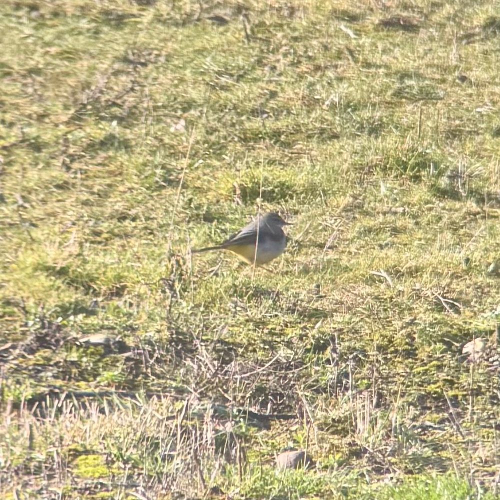 Photo taken through binoculars of the grey wagtail outside my house today (17/2/25)