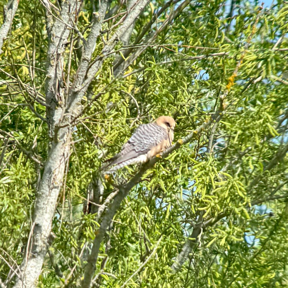 Image of a female red-footed falcon resting in a tree