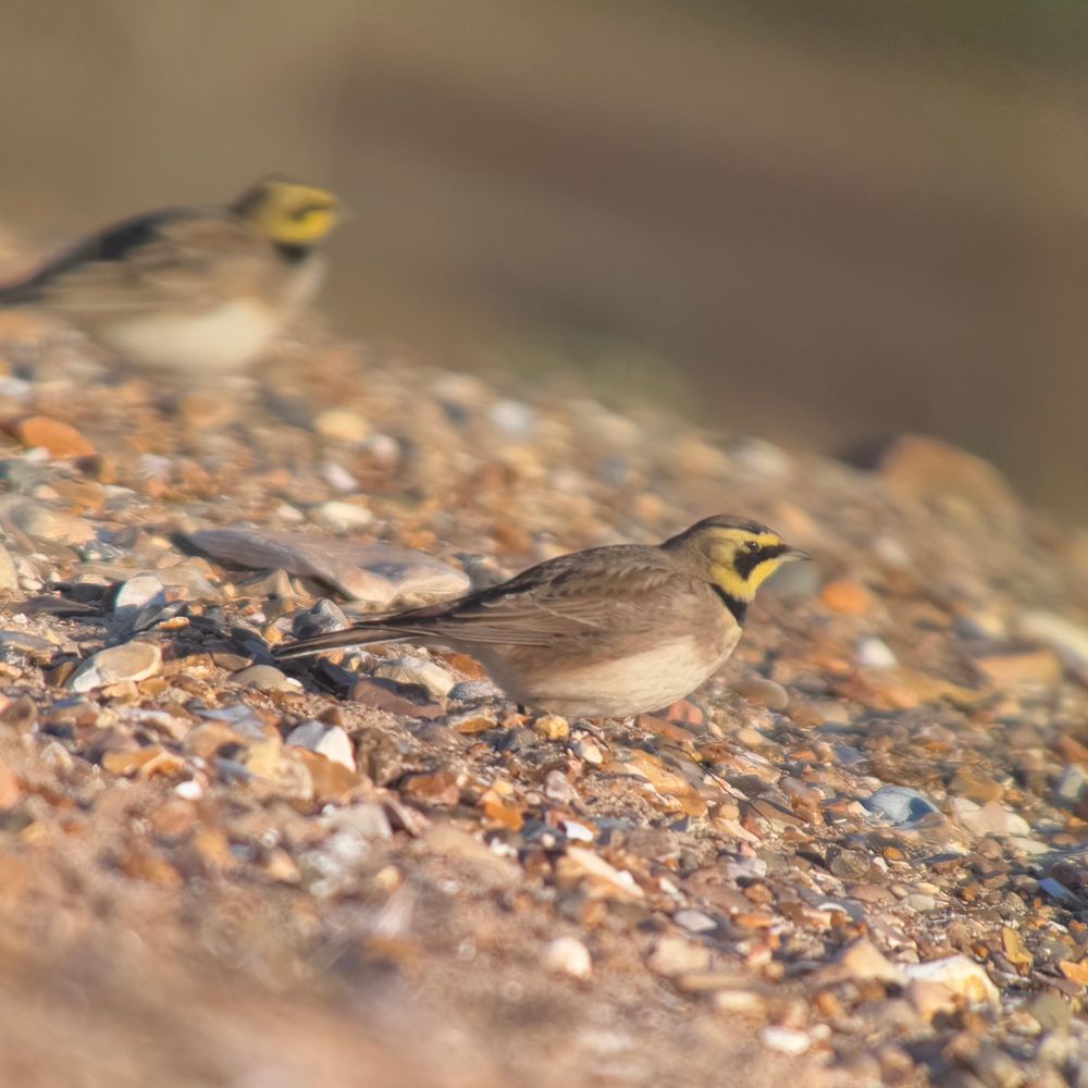 Shore Lark on shingle