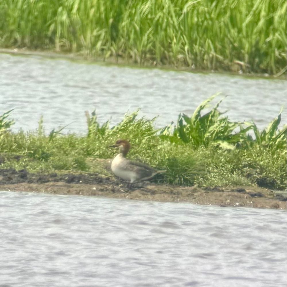 Female/red-head Smew standing on a bank with vegetation behind
