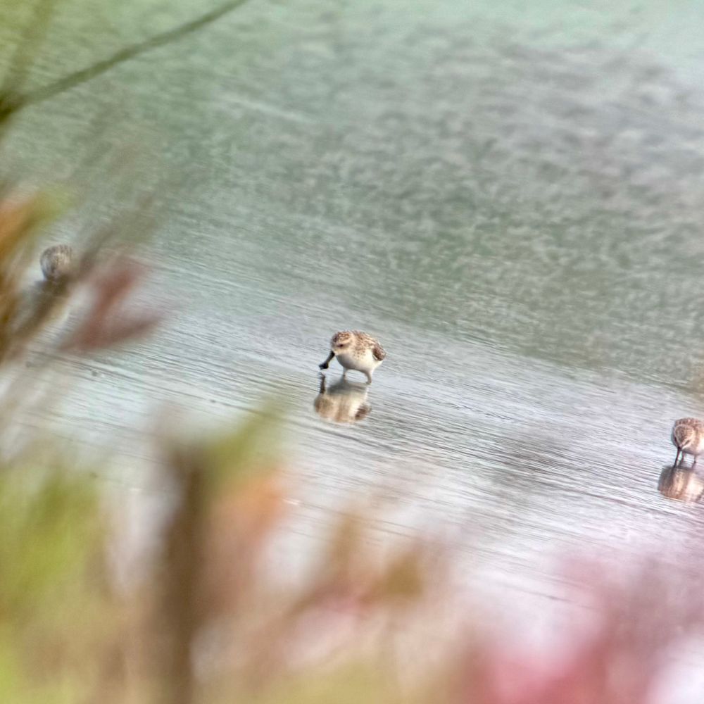Photo of a spoon-billed sandpiper feeding