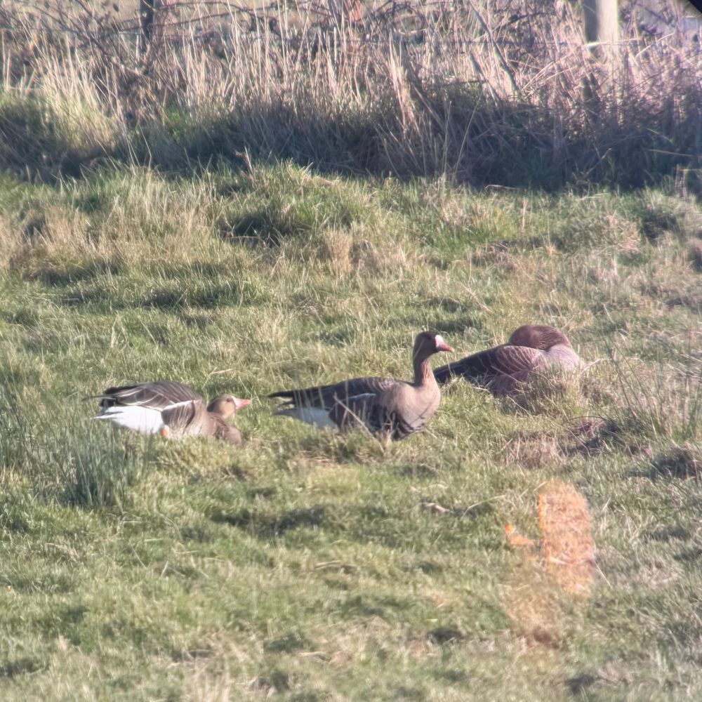 Two Greater White-fronted Geese with a snoozing Greylag Goose