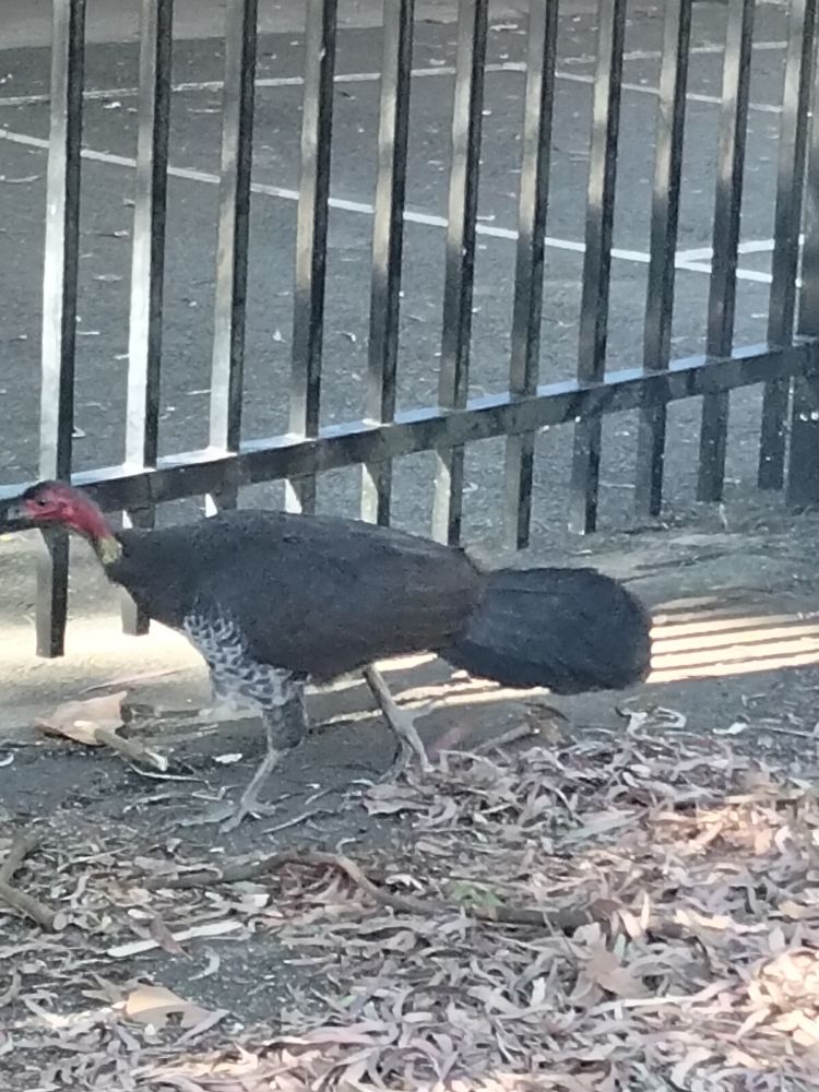 Our local bush turkey waiting outside the fence of the primary school for the kids to leave so she can have some peace and quiet in the enclosed gardens https://en.wikipedia.org/wiki/Australian_brushturkey