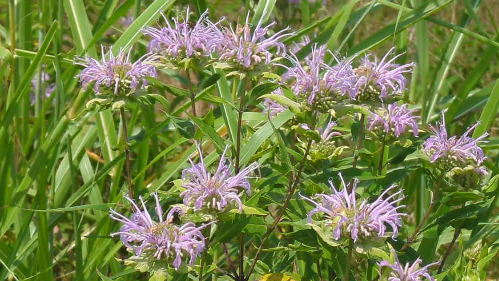 Several light lavender wild bergamot flowers in a bed of tall grass