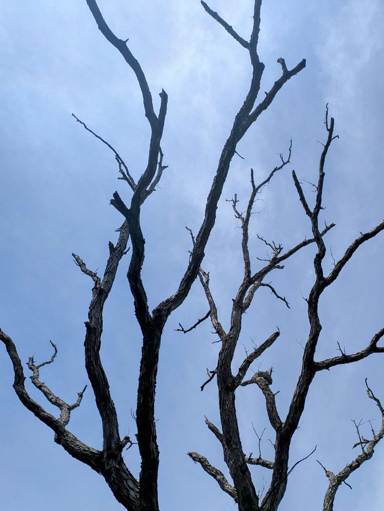 Dead leafless branches reaching up into a bright blue sky, reminds me of fractal paths with the many forks.