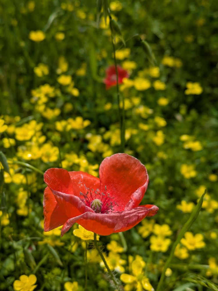 A red poppy, slightly heat tinged, in a field of yellow buttercups. There is a sister poppy in the background.