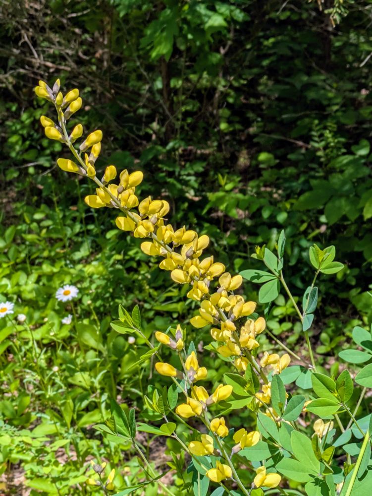 A plant I unfortunately do not know the name of, growing diagonally with multiple small yellow buds.