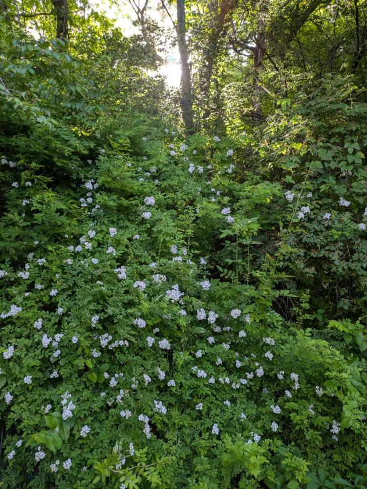 A dense undergrowth of vibrant green bushes dotted with white flowers. There are small trees framing the sides of the picture/bush, and a small opening through the foliage at the top letting in bright sunlight.