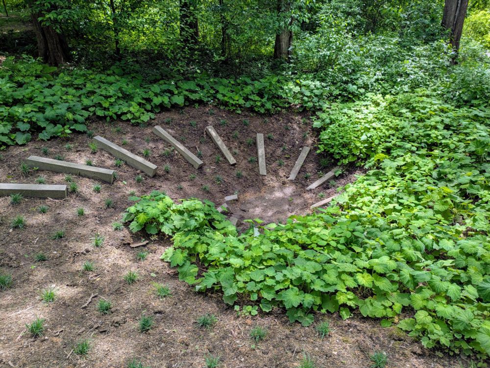 A loose half spiral of cut wood beams into a depression on dirt, the other half of the spiral is low greenery, much like a yin and yang symbology.