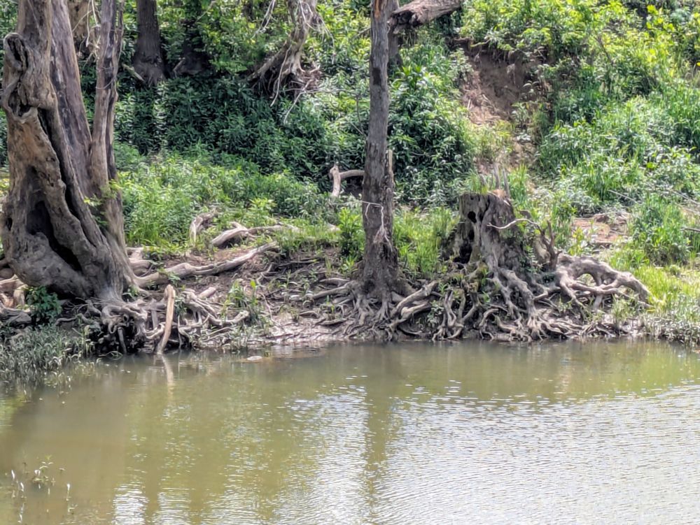 A picture from across a small creek with very low water level. The root systems of three mid-size trees, one cut to a stump and the other two hit by either disease or pest, are clearly visible in the exposed bank.