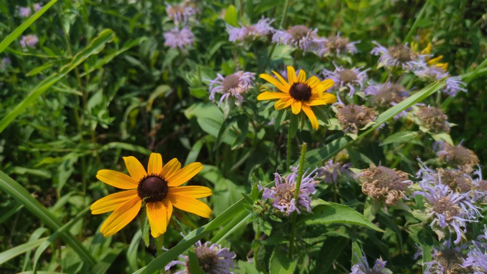 Two black eye susan flowers with some wild bergamot.