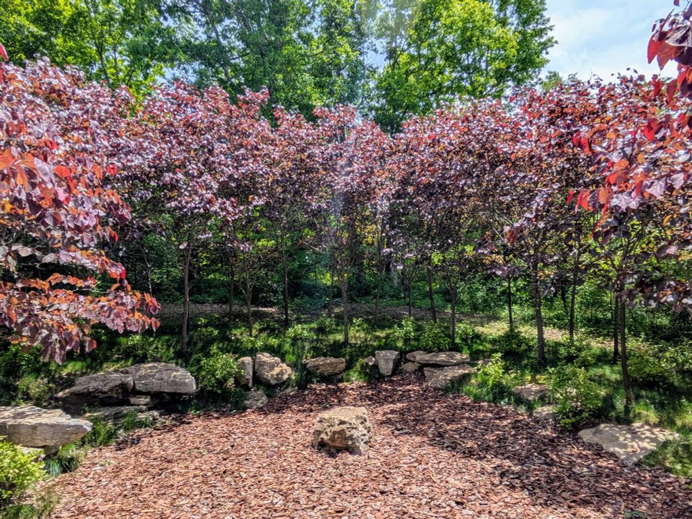 A circle of midsize Eastern redbud trees around a small clearing of mulch. The mulch is bordered by low stones, and there is one large rock in the middle of the circle.