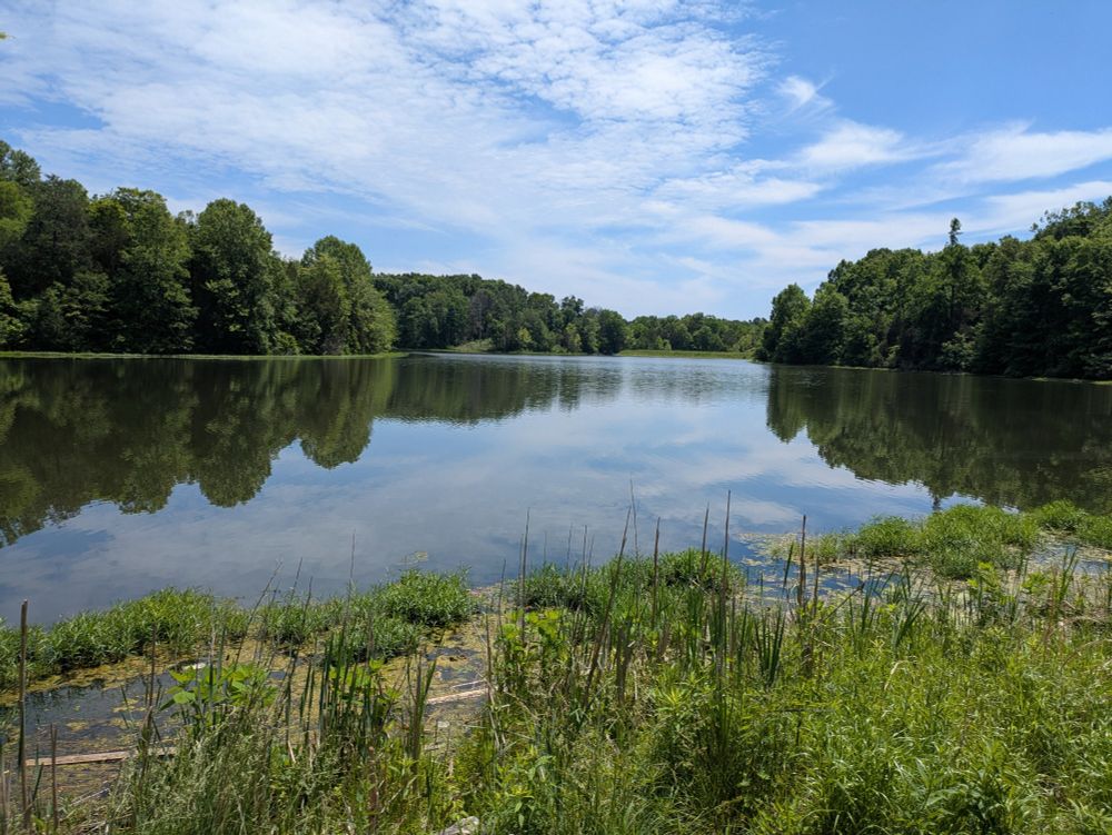 A short strip of grass leads into a small lake. It is bordered on three sides by tall lush dark green trees. The bright blue sky above has a thin layer of wispy white clouds.