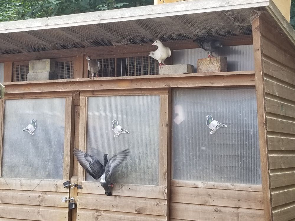 Three homing pigeons sitting on a shelf at the front of a loft, with a fourth pigeon clambering on the loft's door.