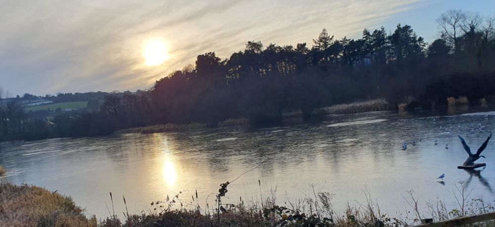 A frozen pond surrounded by trees and bullrushes. The sun is hanging low over the horizon. A small flock of seagulls is standing on the surface.