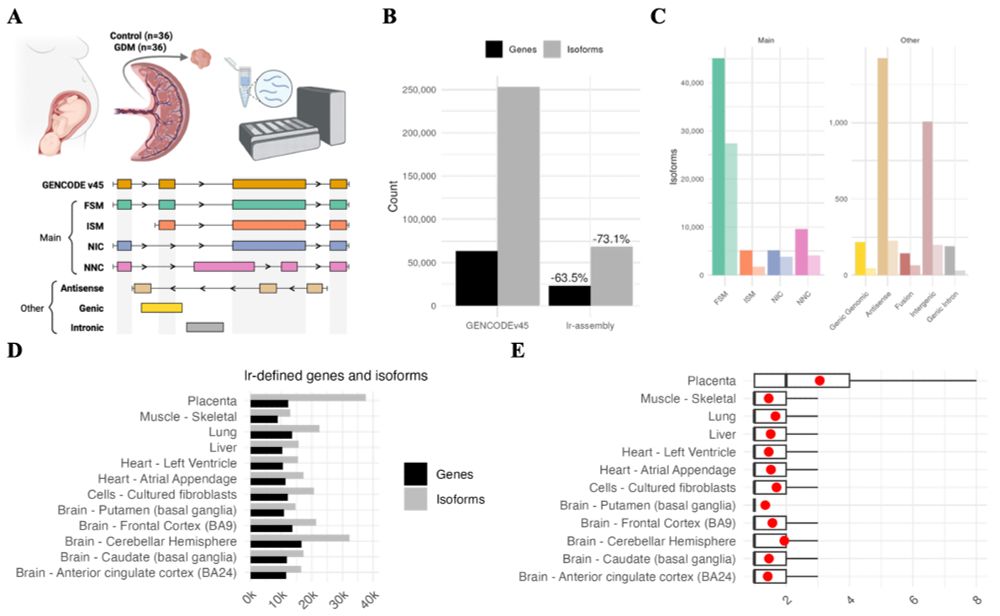 (A) Nanopore cDNA libraries were prepared from villous placenta tissue of term, live births from mothers with and without gestational diabetes mellitus (GDM). Transcripts were assembled and compared to the GENCODE v45 annotations to classify isoforms into structural categories: full splice matches (FSM), incomplete splice matches (ISM), novel in catalog (NIC), novel not in catalog (NNC), and other classes (fusion products and intergenic, genic, intronic and antisense transcripts). (B) Genes and transcripts in the GENCODE v45 reference compared to the full placenta-specific annotation. (C) Transcripts in the placenta-specific reference stratified by structural category. Opaque bars represent the full set of transcripts, while transparent bars indicate the high-confidence transcripts. (D) Count of long-read defined genes and transcript isoforms in placenta compared to 11 tissues in GTEx47 v9. (E) Transcripts per gene across tissues. Red points indicate the mean.