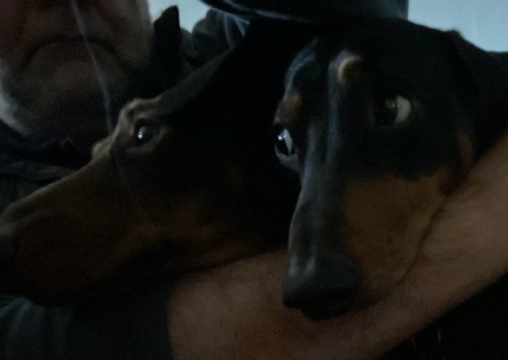 Timo breaks out the side-eye. Ain’t no side-eye like a dachshund side-eye