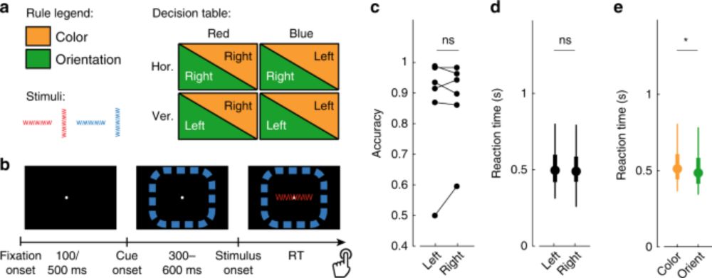 Human stereoEEG recordings reveal network dynamics of decision-making in a rule-switching task - Nature Communications