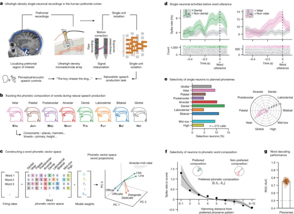 Single-neuronal elements of speech production in humans - Nature