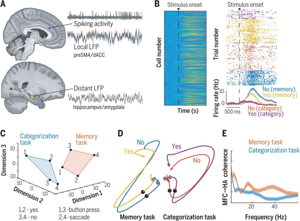 Flexible recruitment of memory-based choice representations by the human medial frontal cortex