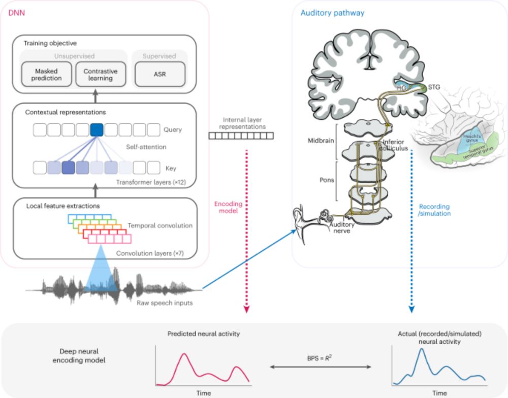 Dissecting neural computations in the human auditory pathway using deep neural networks for speech - Nature Neuroscience