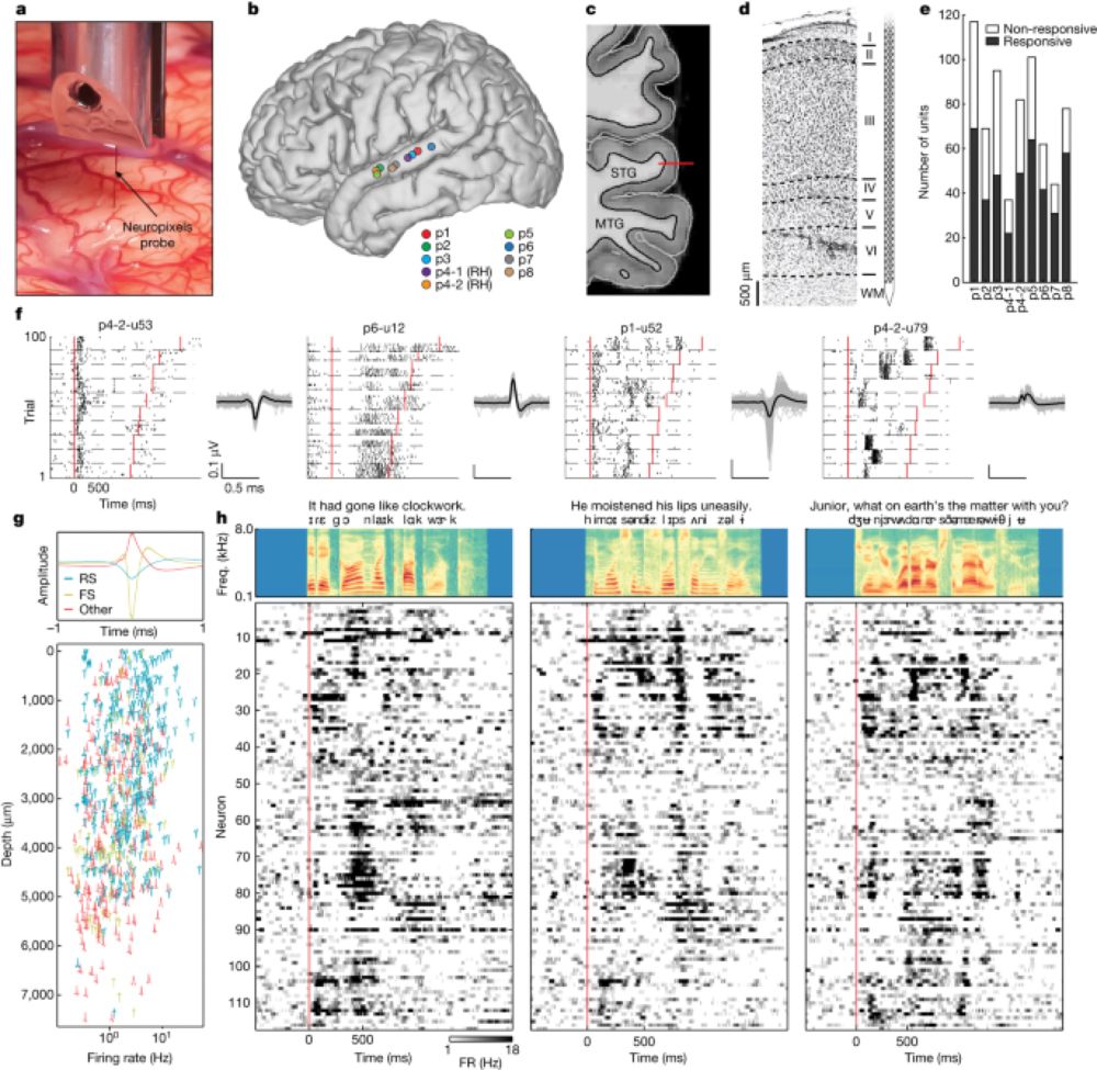 Large-scale single-neuron speech sound encoding across the depth of human cortex - Nature