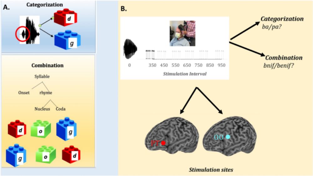 Phonetic categorization relies on motor simulation, but combinatorial phonological computations are ...