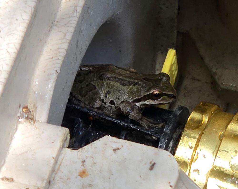 A small frog with dark bands by its eyes. The treefrog is sitting on a black plastic part connected to brass hose fittings.