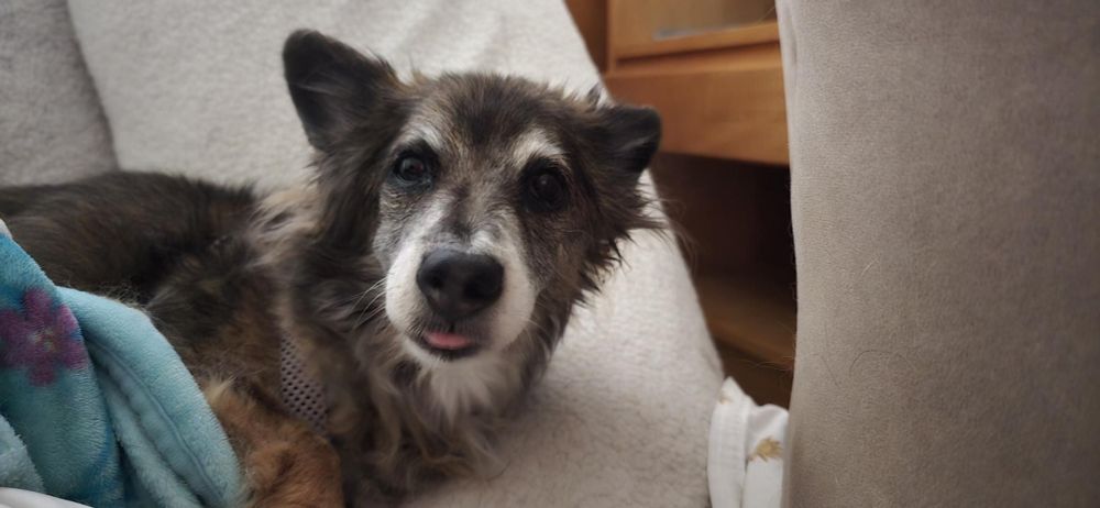 A terrier mix dog with a lot of white around her nose that didn't used to be there.