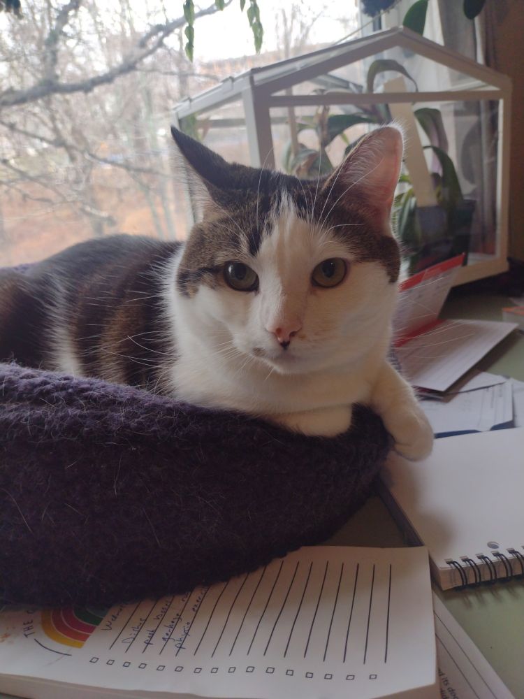 Jessie, a white and tabby kitty, sits in a small round blue cat bed looking directly into the camera. 