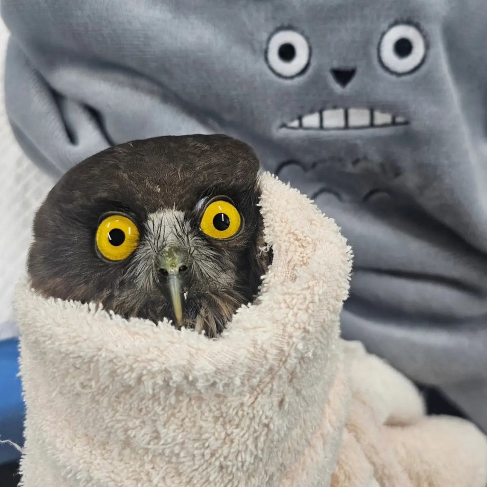 A Boobook with brown feathers and lustrous yellow eyes is wrapped in a vanilla towel. Draped behind is a grey blanket featuring the face of the titular character from My Neighbor Totoro, the 1988 animated film by Studio Ghibli. The owl's eyes are wide and ever-so-slightly divergent in focus, almost perfectly matching the character behind.