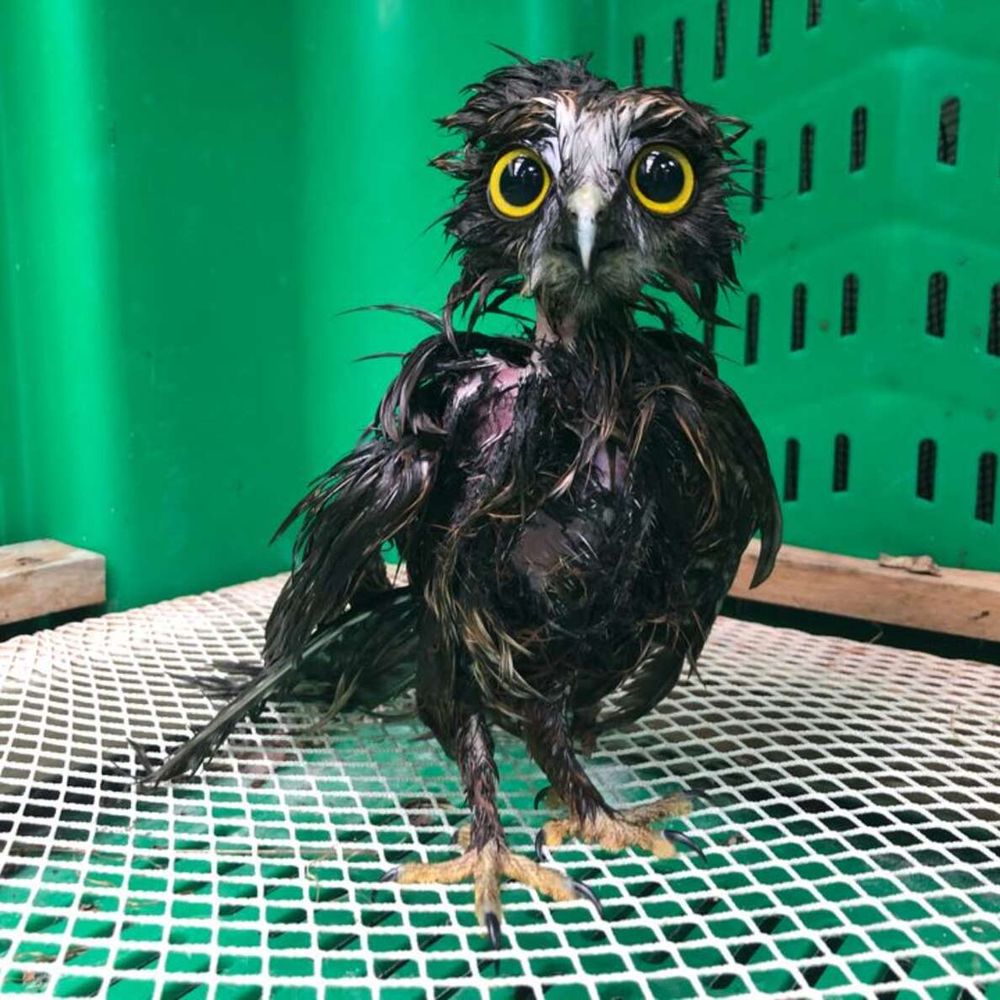 Another angle of this Cronenbergian horror with Disney eyes. This one's taken a little closer, and the owl's leg stance is sturdier. If you ignore the whole looking-like-a-drowned-abomination aspect, he's far more photogenic and you know what? Kinda badass. Like a character-select screen in an RPG. What's interesting is we don't often see the definition of an owl's neck (the head feathers typically merge into the shoulder like a lumpy snowman), but here with everything matted and shaped to the owl's bone structure he appears almost humanoid.