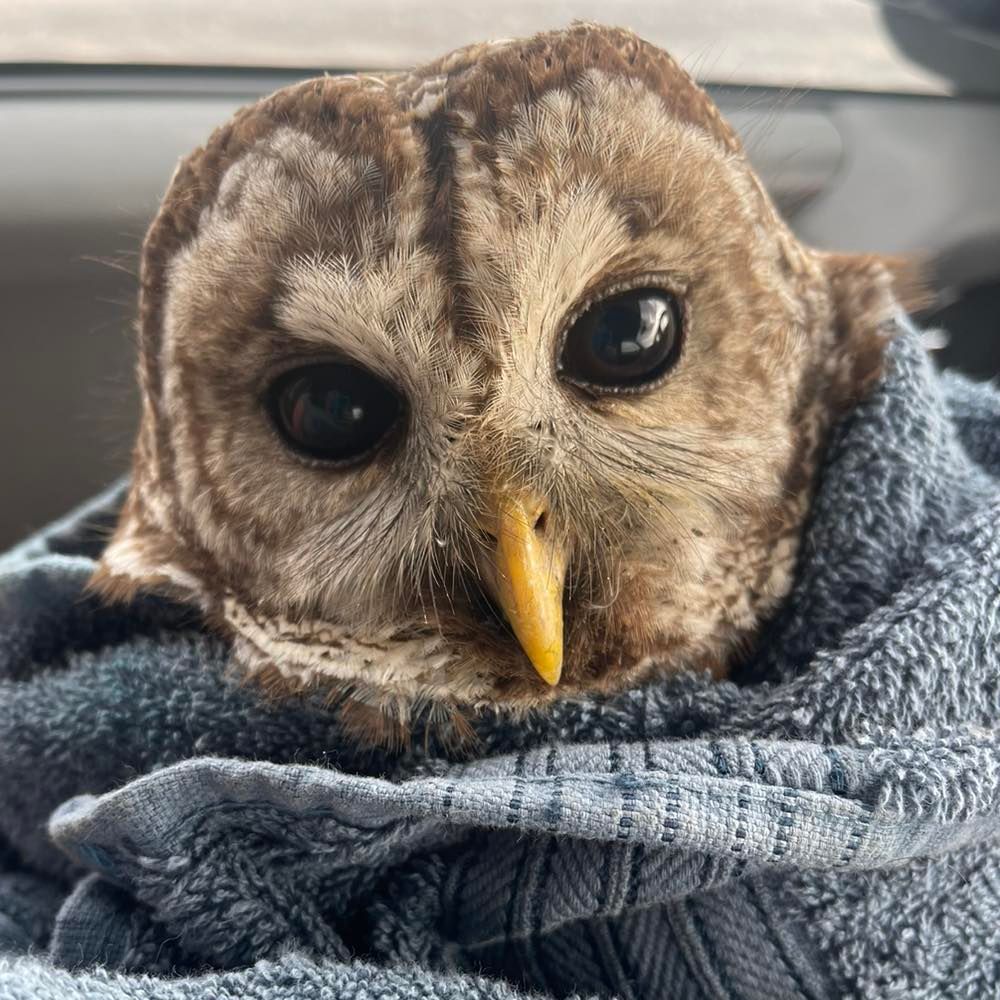 Barred Owl in the interior of a vehicle, wrapped in a slate blue towel. His head is tilted slightly to the left, and his deep black-brown eyes appear (whether objectively true or not) trusting of the photographer. His feathers are duotone: brown and a slightly different shade of brown. He's got an apple-shaped facial disc, and long whiskers surrounding a yellow beak the colour of hard-cheese.