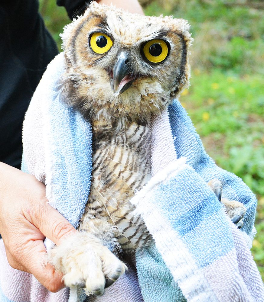 A towel is draped around this owl of 5 months in a grassy outdoor setting. The owl's feathers are lightly pigmented in mostly cream tan and brown tones. He appears to have surmounted his awkward growth phase, but has some residual juvenile fluffiness. His yellow eyes are fixed on the cameraperson and beak is slightly open. The towel is faded or has ever so lightly shaded pastels of green blue and pink. The rehabilitator behind holds the owl's feet: a pair of large fuzzy stompers that look impressively large for an owl of this size.