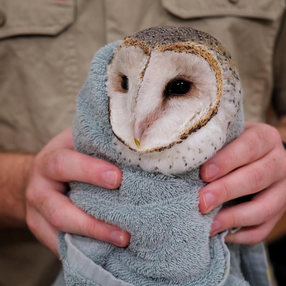 A Barn Owl is wrapped in a light slate-blue towel, head rotated to the side like a model. The rehabilitator wears a khaki uniform, and holds the bundle of towel with their bare fingers. The owl has mostly white feathers except for a heart-shaped band around his facial disc that appears charred on the edges (no fire, it only looks that way), as well as a coat of dark ashy patterning at the top of the head which fades to a collar of speckles around the neck.