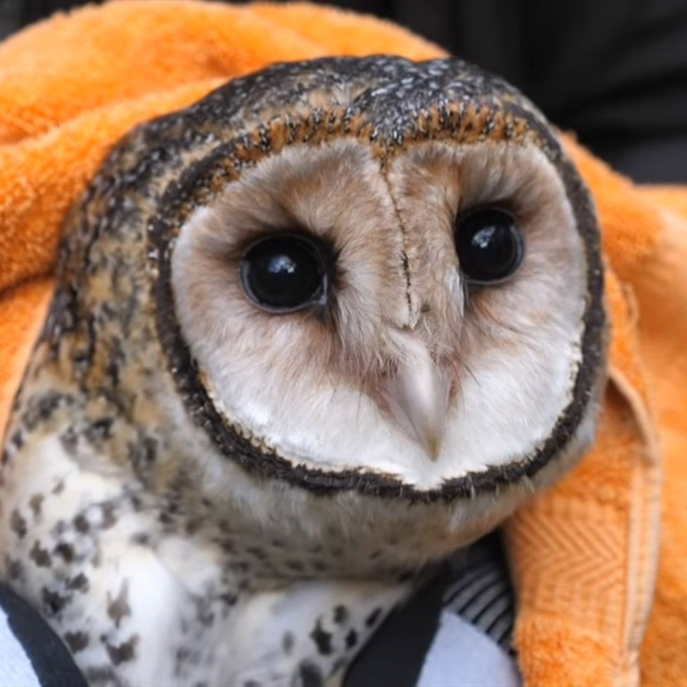 Last one I swear. Such a good looking owl.