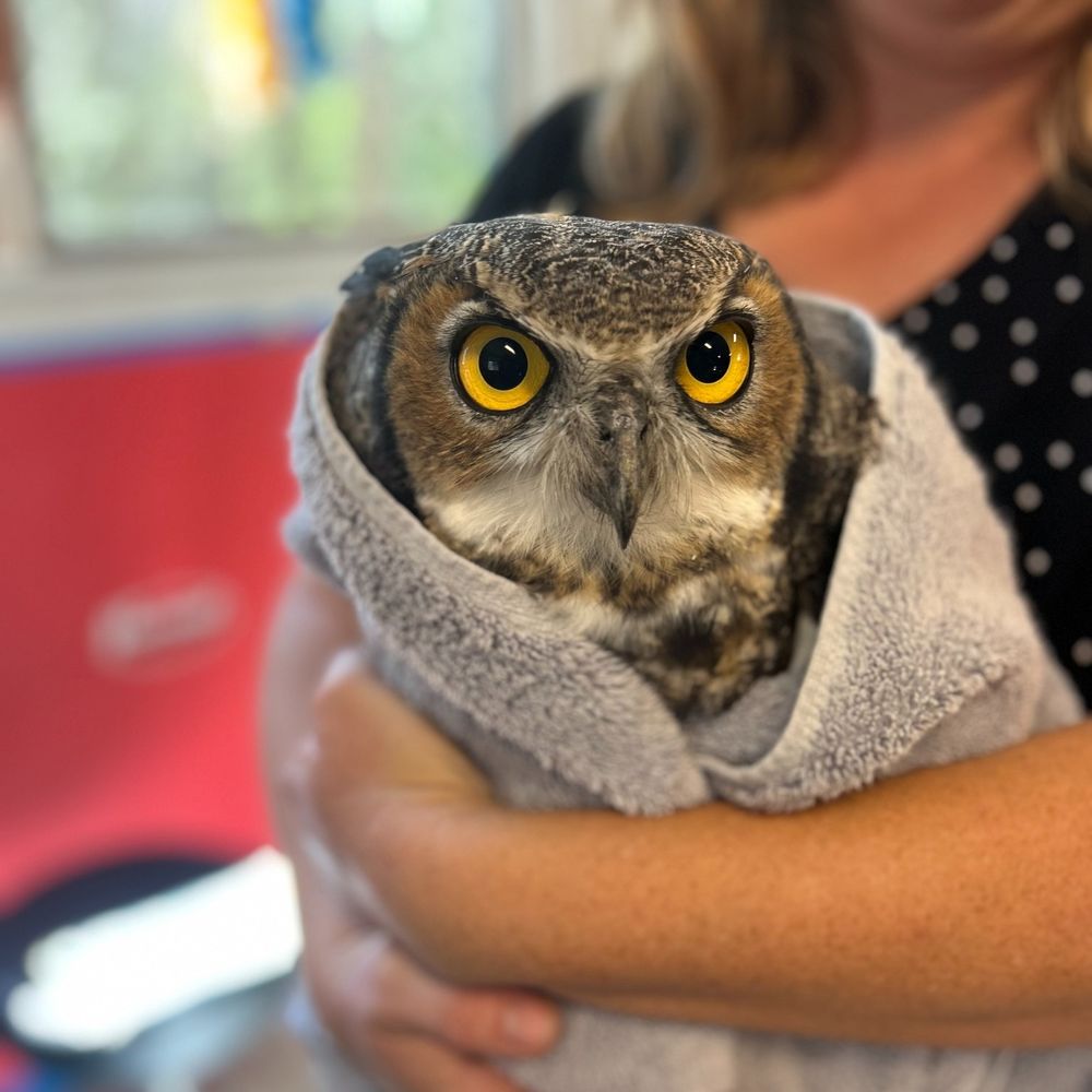 Close-up of an exceptionally photogenic Great Horned Owl wrapped in a light grey towel. The person behind wears a black top with white polka dots, and braces the bundle fully with their arms. The owl has flattened plumicorns, a rounded brow, mottled brown and white feathers, and a pair of large intensely-yellow eyes that stare into the soul of the camera. 