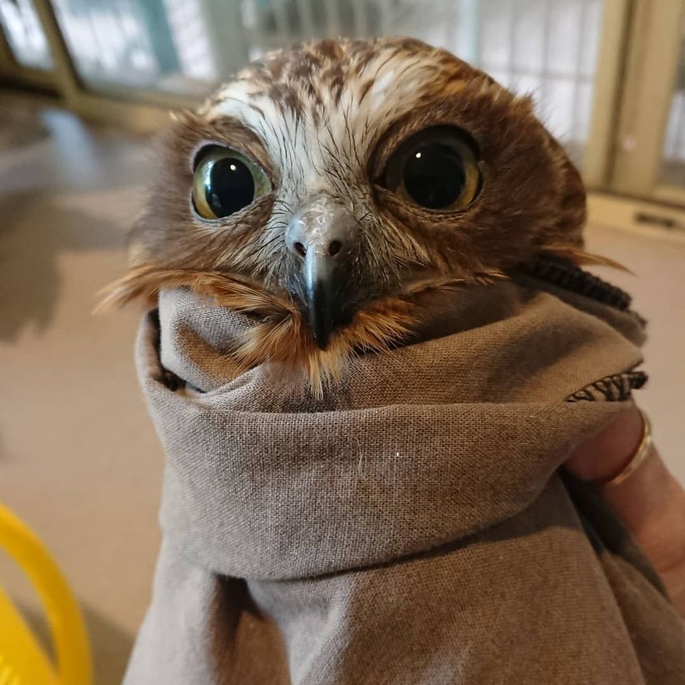 A Boobook is snugly wrapped in a plain earthy-taupe fabric. The owl has brown and gingery feathers with a white brow area, and olive green eyes, each reflecting a ceiling light. The wrap pushes some of the owl's plumage up around his/her neck, like a prestigious feathery collar.