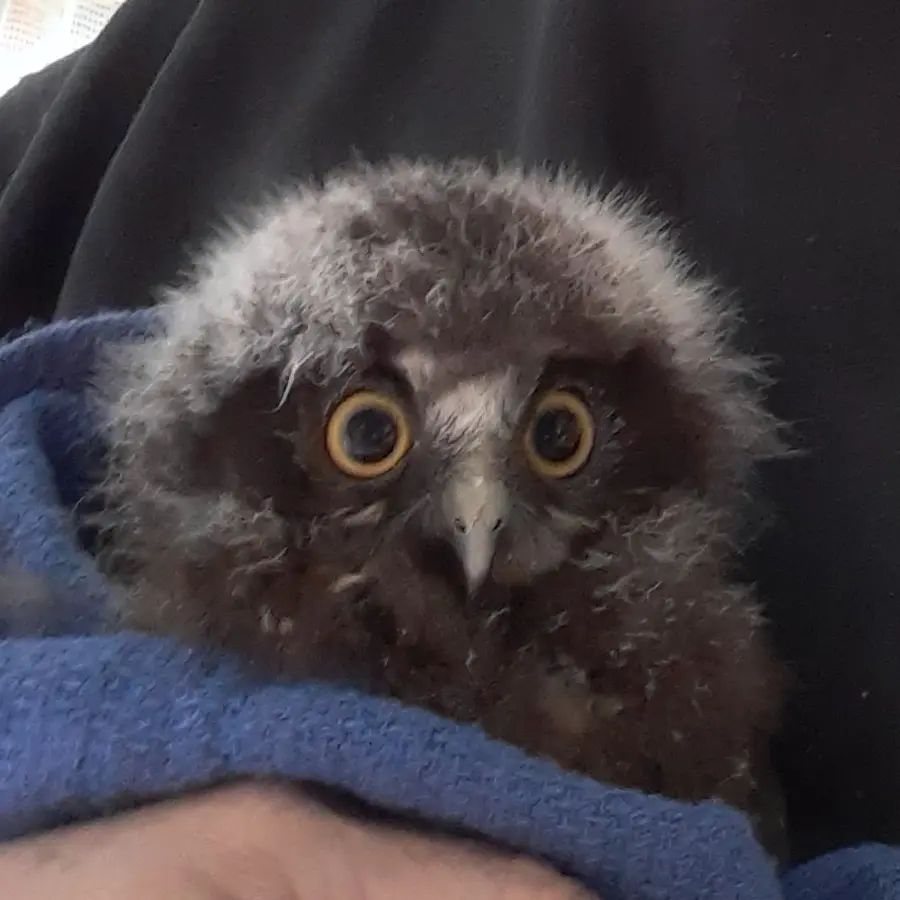 A juvenile Ruru / Morepork still has his baby fluff - thin wisps of white feathers around his head that make him look like an old man. His eyes are wide, yellow, and lacking any thought behind them. Some darker markings above look like raised eyebrows, as if he's especially shocked by the featherless bipeds around him. He's wrapped in a blue tea towel, held to the chest of Judy the rehabilitator behind.