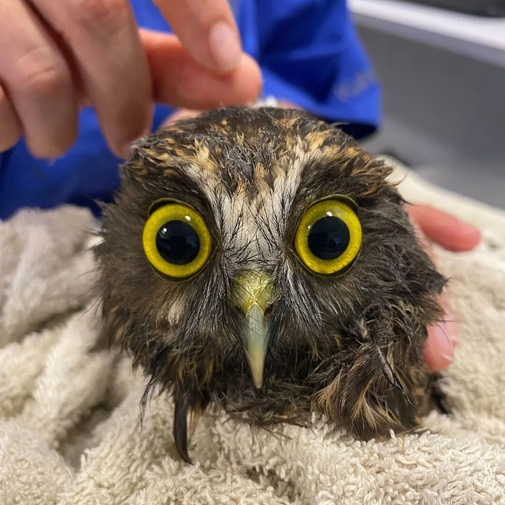 Closeup of a Ruru Morepork wrapped in a beige towel, with yellow eyes so wide they're practically bulging from their sockets. The owl's face feathers are clotted with sticky residue from the seeds of a Parapara tree, giving this poor owl a look that is extra dishevelled. 

This is one of a pair of owls that were admitted to the clinic, both for Papapara treatment (aka the "birdcatcher" tree). According to BCA, "after carefully removing all of the seed pods, our dedicated team has been working tirelessly to restore their feathers to their former glory—a delicate process that takes time and patience.
This includes specialised baths designed to help restore the waterproofing properties of their feathers—an essential step for any bird returning to the wild. It won’t be long now until this duo is ready to soar free once again."