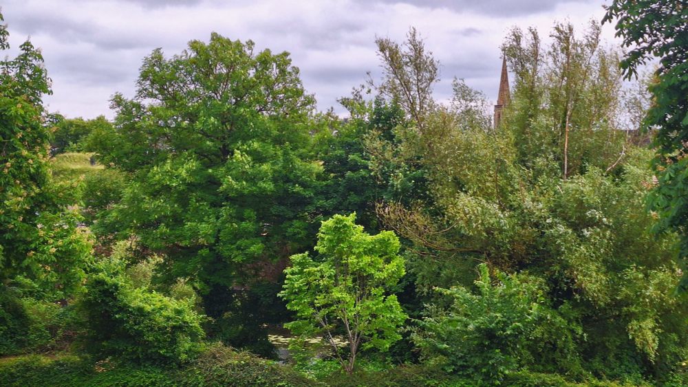 Verschiedene Baumarten,unterschiedliches Baumgrün,es sieht etwas verwildert aus,im rechten Hintergrund kann man eine Kirchturmspitze erkennen,in der unteren Bildmitte ist Wasser zu erahnen,das ebenso grünlich wirkt. 