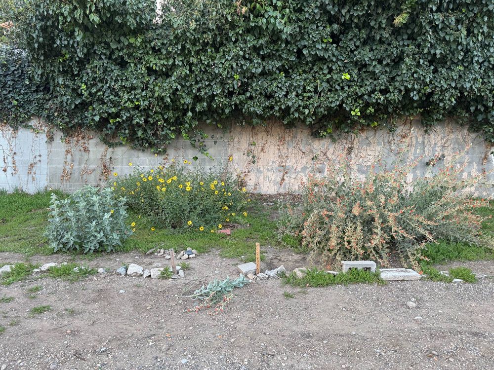 CA native plants in bloom growing and outcompeting invasive weeds on a vacant lot