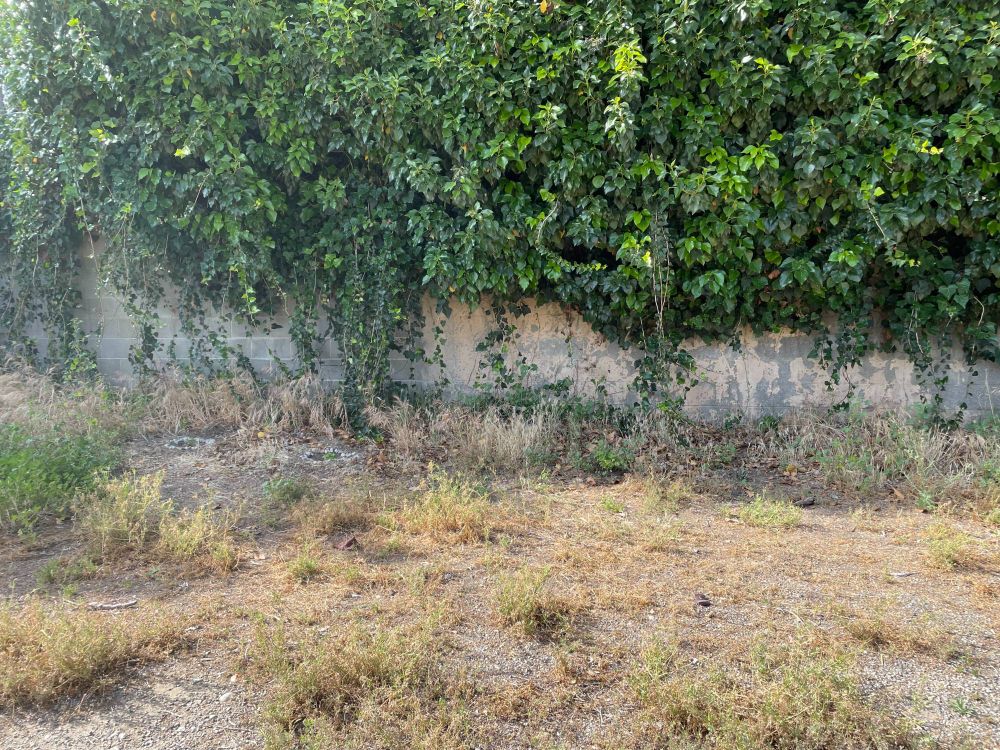 Vacant land covered in invasive weeds at golden hour