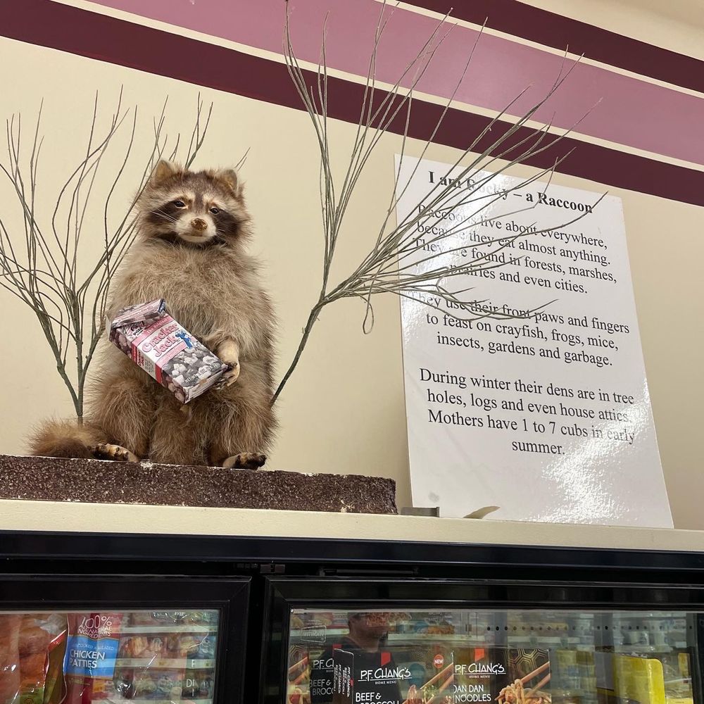 Close up of the Cracker Jack raccoon with a sign that says “I am Rocky - a raccoon. Raccoons live about everywhere, they eat almost anything. They are found in forests, marshes, prairies and even cities.
They use their front paws and fingers to feast on crayfish, frogs, mice, insects, gardens and garbage.
During winter their dens are in tree holes, logs and even house attics
Mothers have 1 to 7 cubs in early summer.