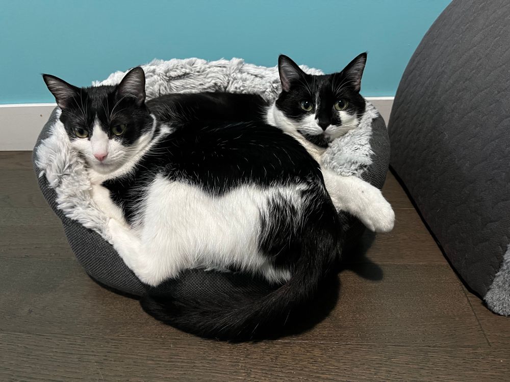 Photo of two black and white cats curled up together in a grey fleecy cat bed. They mostly fit, but a few body parts are spilling out. The one being sat on looks peaceful; the one on top looks less comfortable 