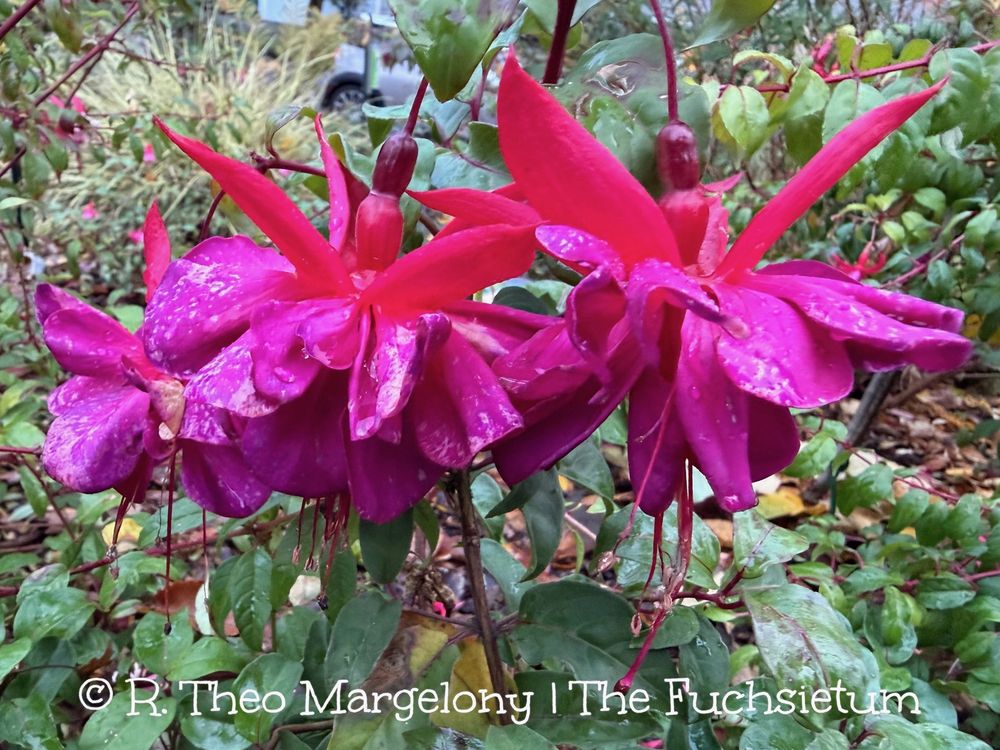 Fuchsia ‘City of Portland’.  #Gardening