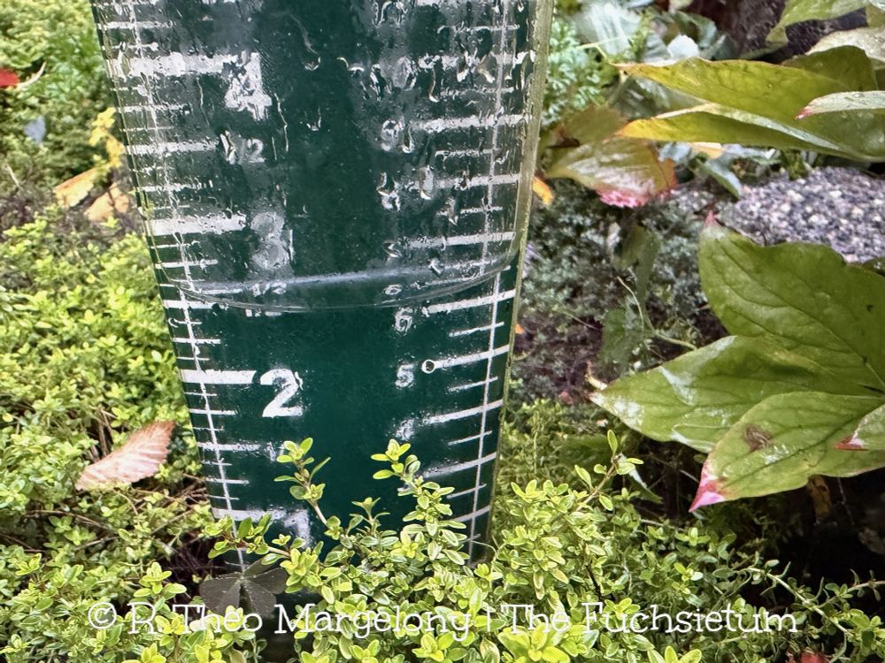 Rain guage showing amount of water.  #Gardening 